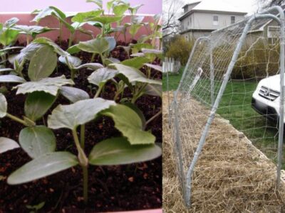 Garden Thriftiness Image